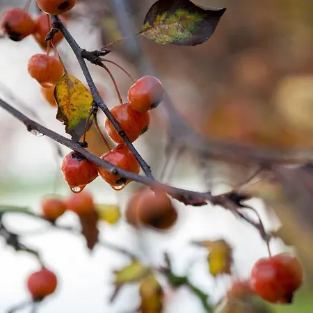 Дом отдыха 5 Persons Tulpenacker Comfort *