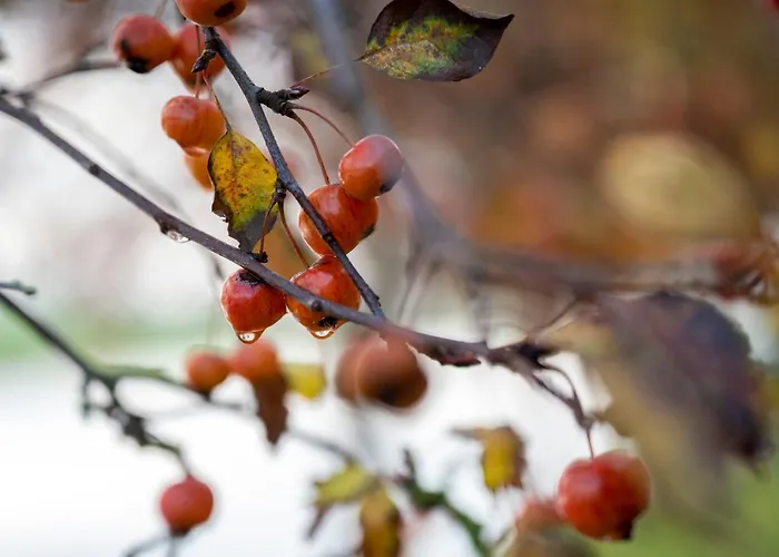 Holiday home 5 Persons Tulpenacker Comfort *